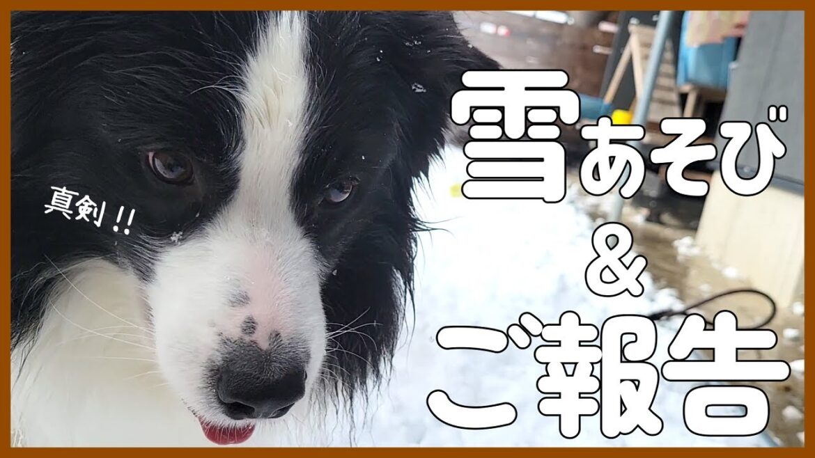 【ご報告】と雪でテンション上がっちゃうボーダーコリー😂｜2代目誕生日♪