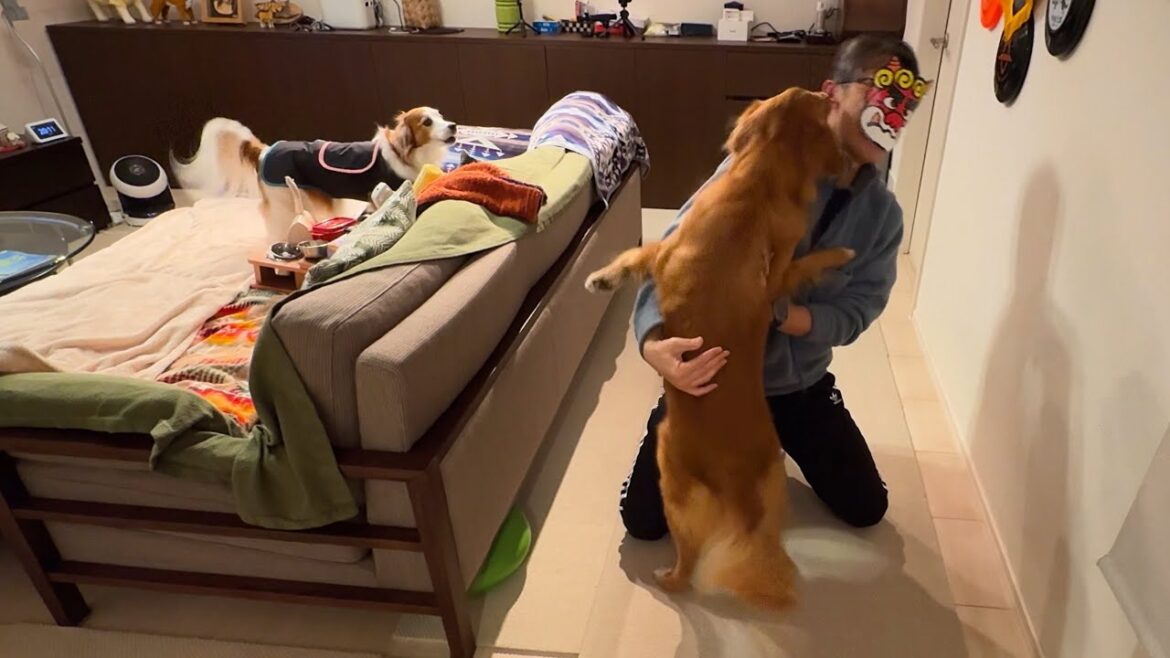 鬼はぁ〜そとぉ〜っ！ 鬼退治したテラピコでしたー♪ コイケルホンディエのテラとノヴァスコシアダックトーリングレトリバーのピコとの暮らし