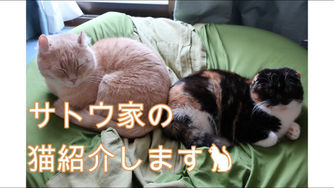 アメリカンカールとスコティッシュフォールドが可愛い