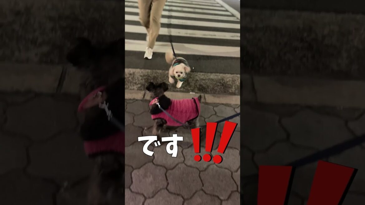 なぜか信号につかまる犬【関西弁でしゃべる犬】dog caught at traffic light#613#信号機#横断歩道#寄り道#トイプードル#ミニチュアシュナウザー#shorts