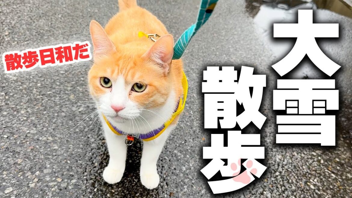 大雪が降ってるのに全く気にせず散歩しようとする猫がもう狂ってます。