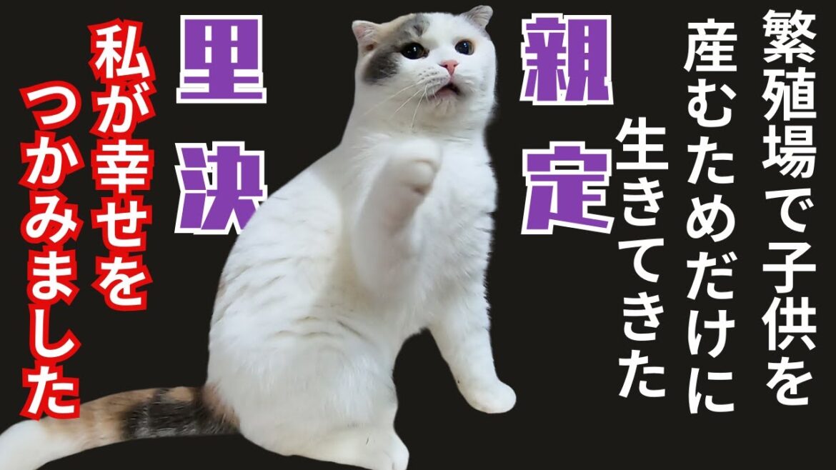 スコティッシュフォールドは繁殖場からレスキューされ引きこもりでも里親決定（保護猫カフェ猫の木）十三駅 Scottish Fold rescued from breeding farm