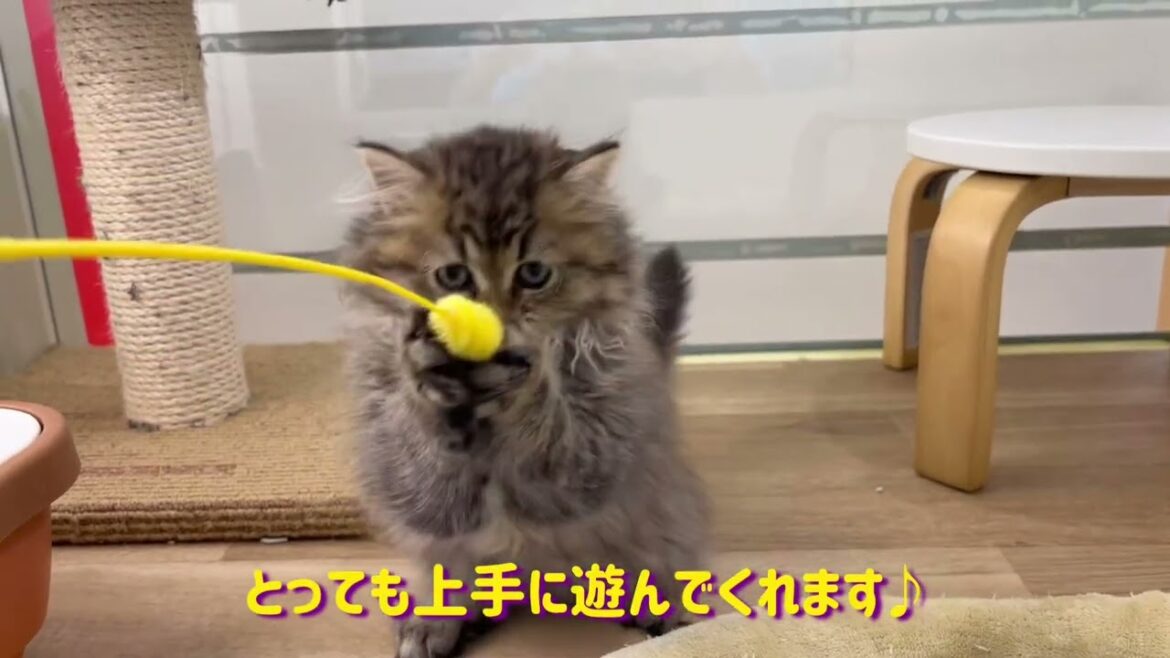 【ペルシャ】毛量たっぷりの毛に覆われた猫界の王様ペーちゃん! 【ペルシャ】毛量たっぷりの毛に覆われた猫界の王様ペーちゃん!