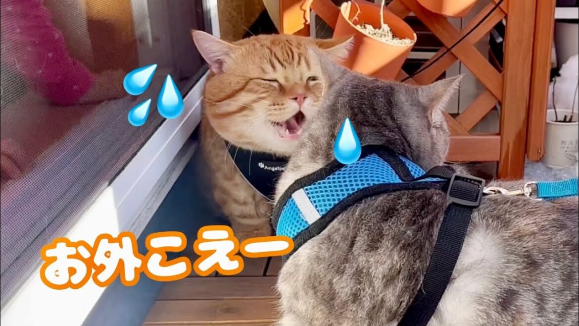 お散歩の練習してたらまさかのハプニング発生！？ #猫 #マンチカン