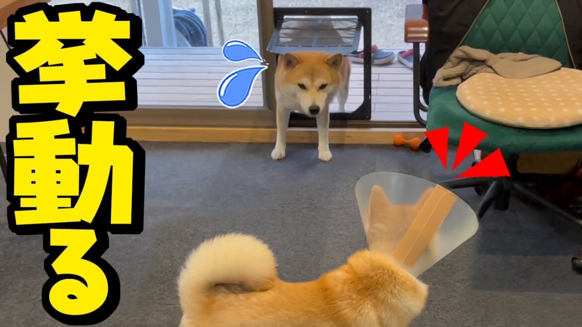 エリカラ姿の妹柴犬が怖くて、あたふたと挙動不審が止まらない姉柴犬
