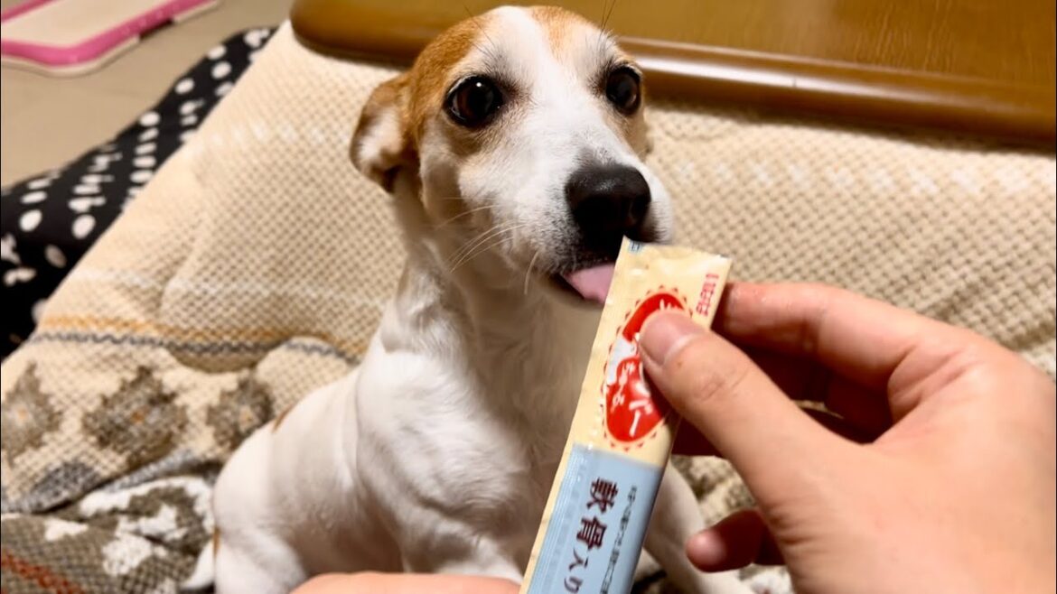ちゅーるを初めて食べた時のジャックラッセルテリア