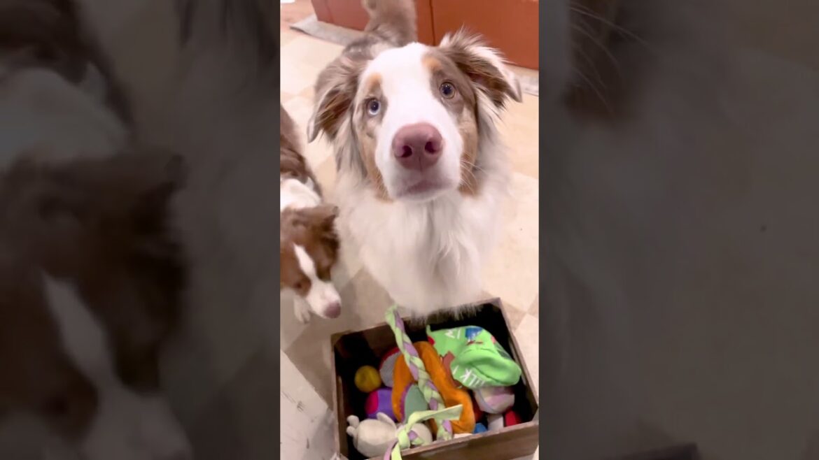 お散歩に行く前にお片付けする賢すぎる犬達👀✨【ボーダーコリー・オーストラリアンシェパード】 #shorts