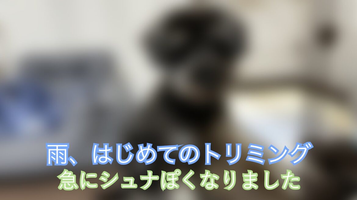 雨、はじめてのトリミング❗️【ミニチュアシュナウザー】