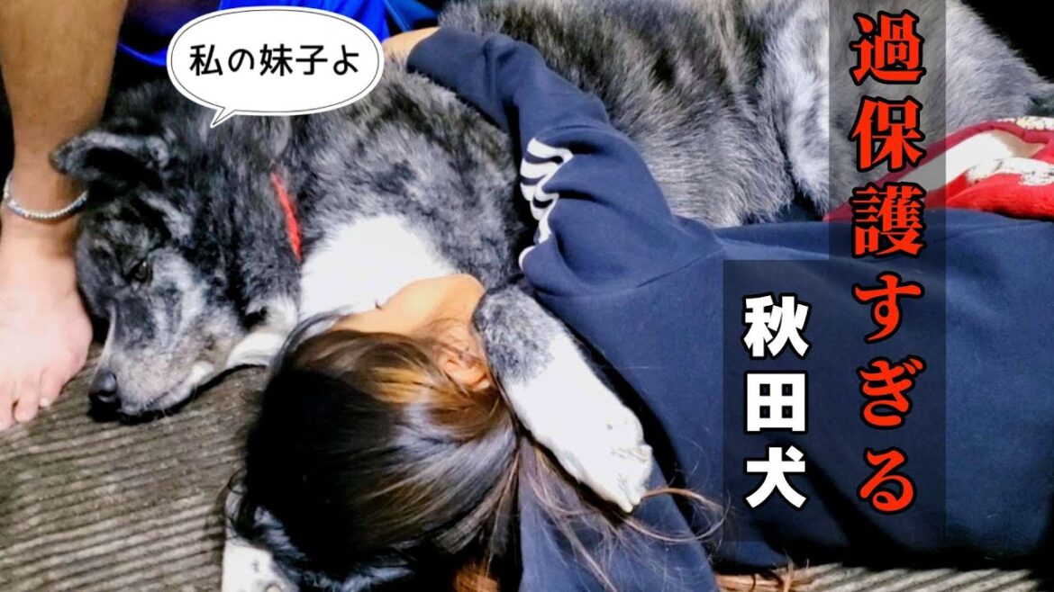うちの秋田犬は妹子に過保護すぎるんです