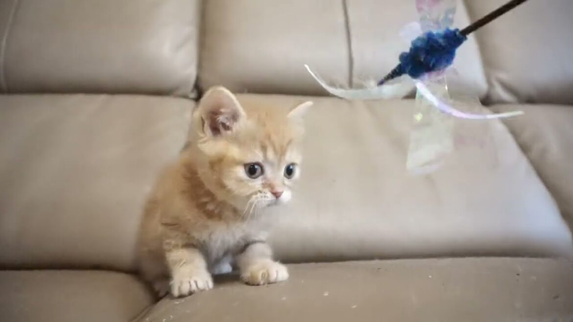 セルカークレックス子猫　2023.11.5産まれ 　レッドタビー　　男の子　Selkirk Rex　シーダキャット猫のお店