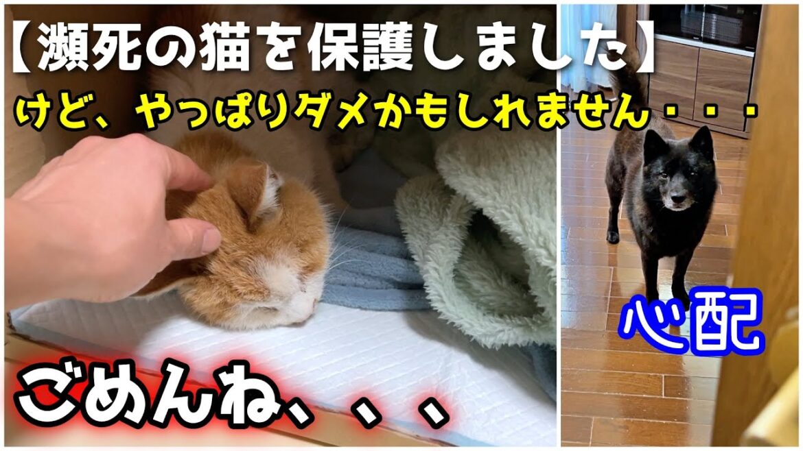 もう、ダメかもしれません【甲斐犬一休と猫のしずく】