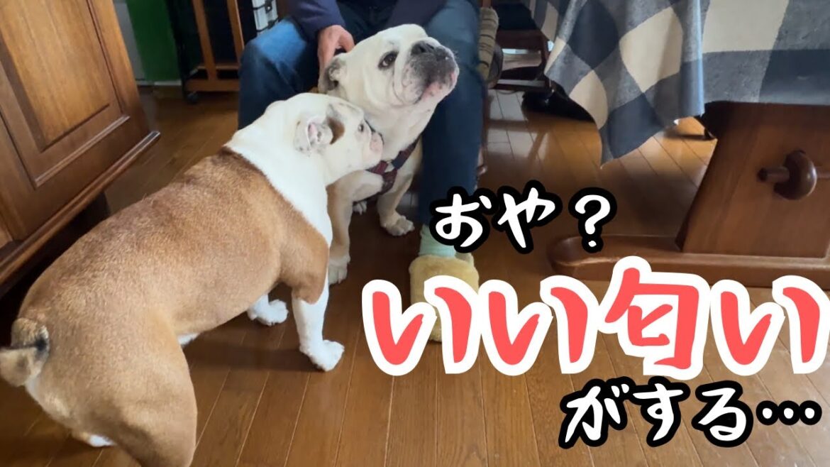 【おはぶる】やましい事はないか、入念なチェックを怠らないブルドッグのまるこww