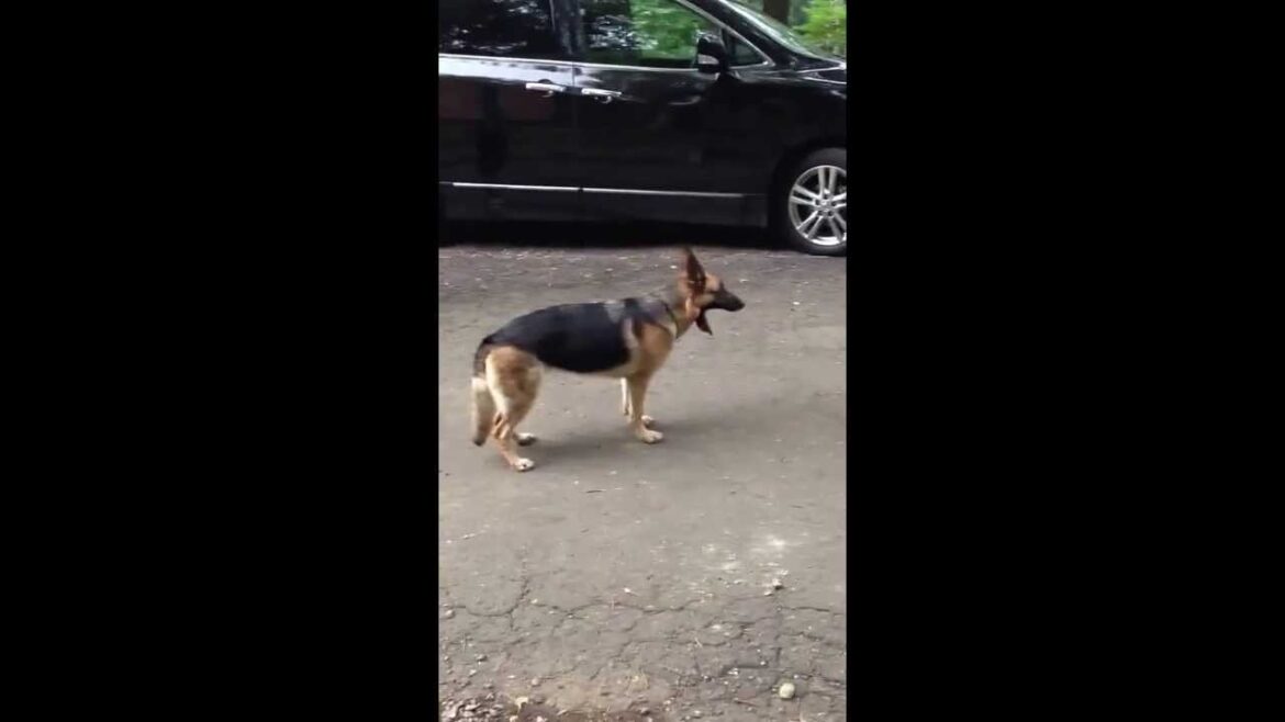 非番の警察犬
