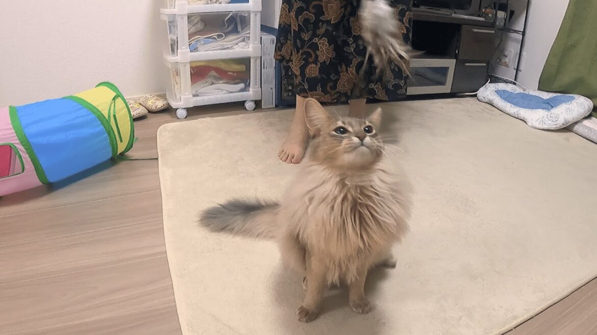 ノエルの遊びたい欲が覚醒しました【ソマリブルー】