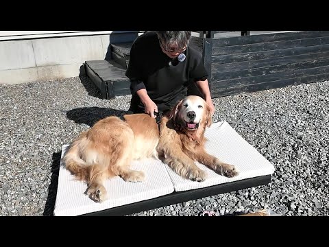 治療を始めて驚きの変化が!全く動かなかった体がフセの体勢が出来るように。【Golden Retriever japan】 治療を始めて驚きの変化が!全く動かなかった体がフセの体勢が出来るように。【Golden Retriever japan】