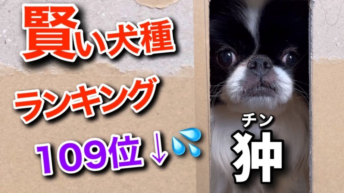 賢い犬種ランキング109位↓日本犬狆の知能レベル(IQ)が判明！