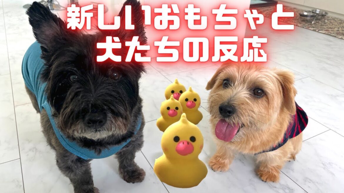 新しいおもちゃがきたときの愛犬たちの反応　ケアンテリアとノーフォークテリア【こすまつ】2頭飼いの日常　Cairn Terrier and Norfolk Terrier
