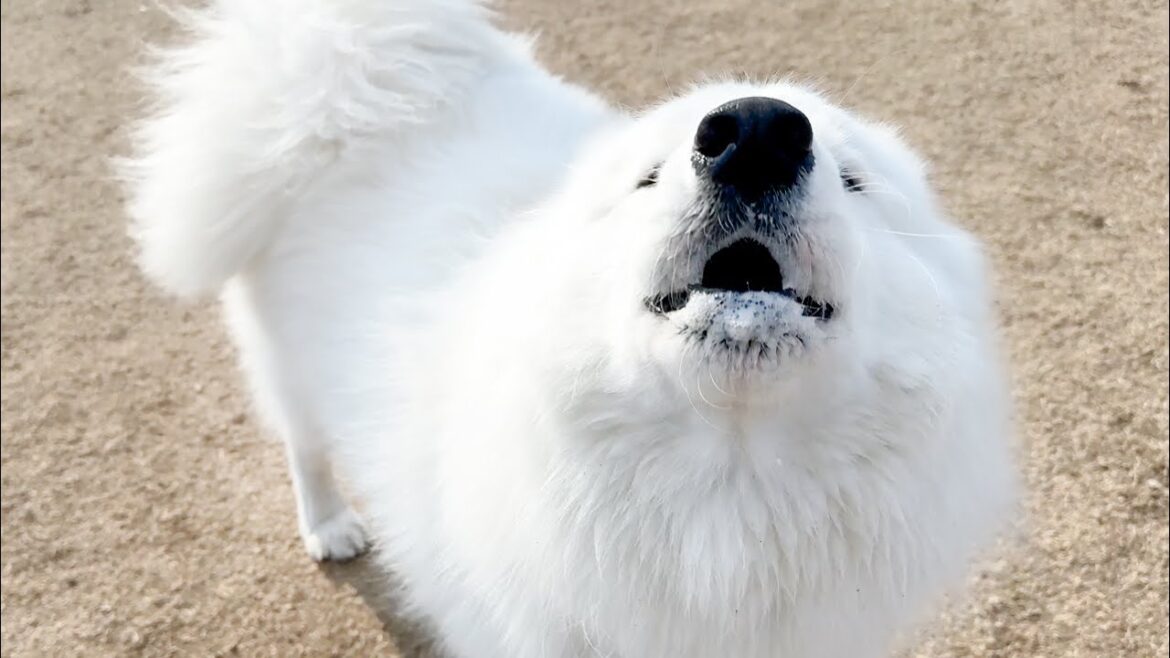 ドッグランで不満ごとがあるとわざわざ報告にくる犬