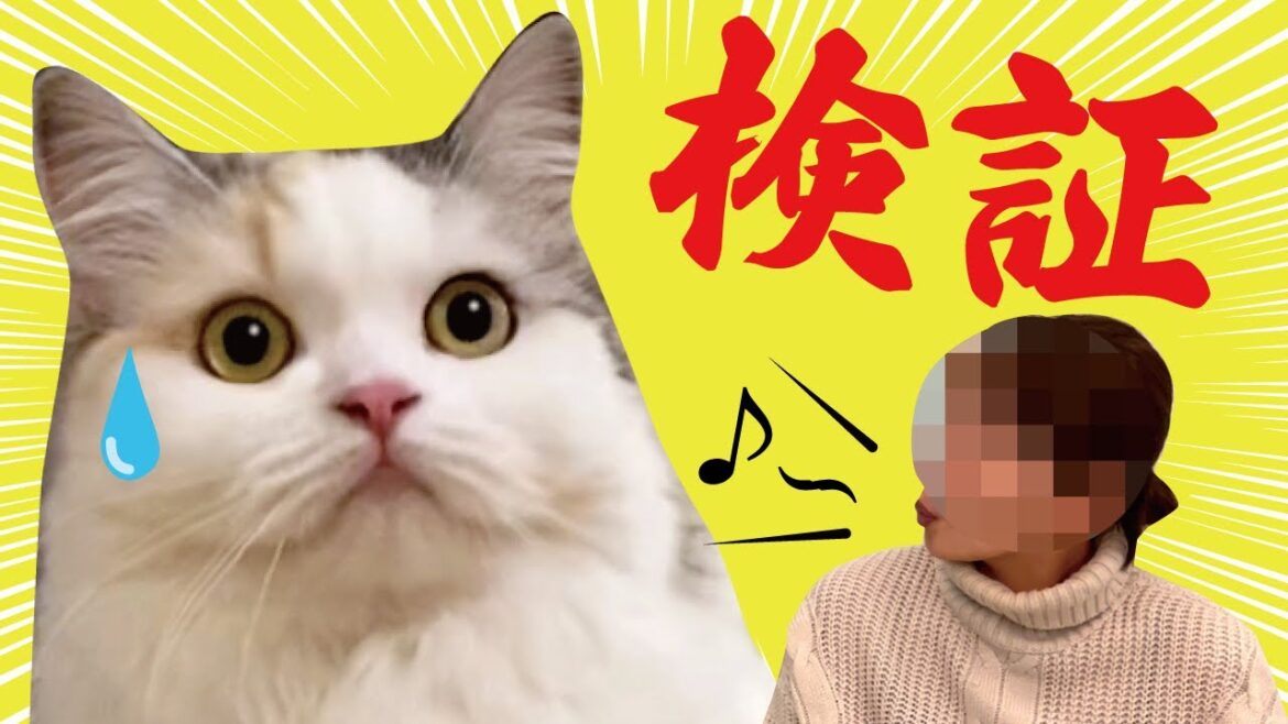 【検証】猫にむかって口笛を吹き続けるとこうなります…【関西弁でしゃべる猫】【猫アテレコ】