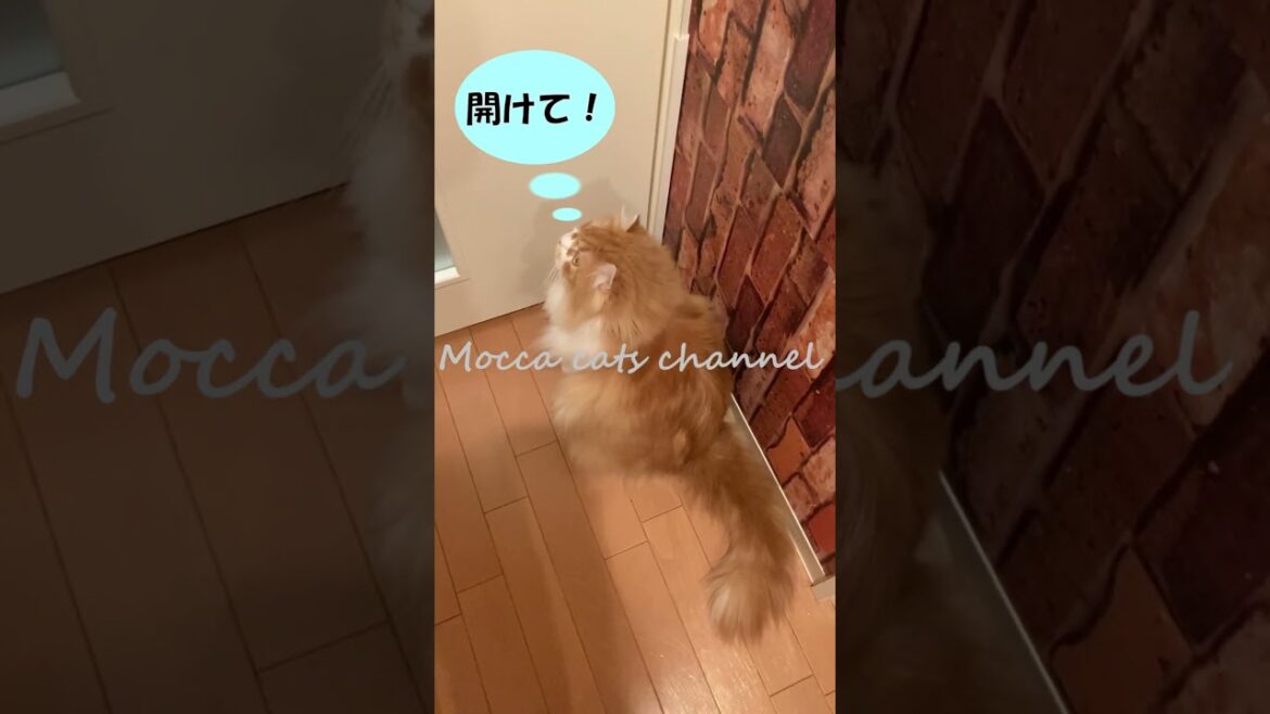 開けて！ #shorts  #猫 #アメリカンカール #cat
