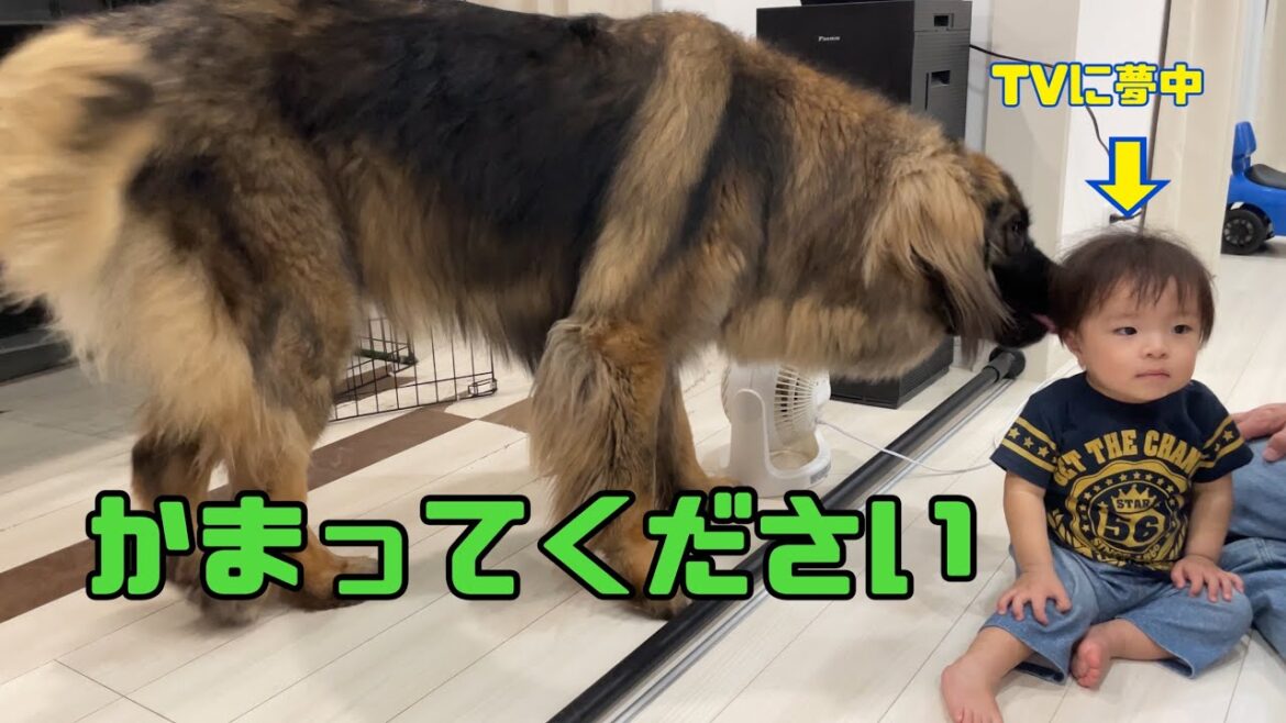 【超大型犬】　かまってください　Leonberger　レオンベルガー