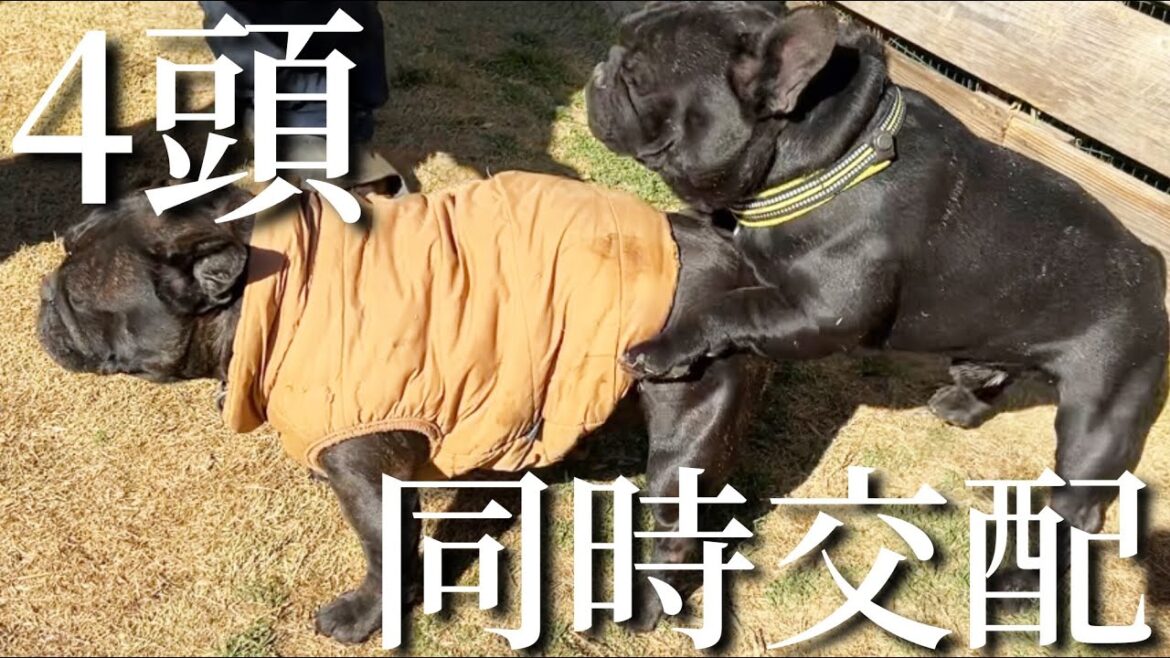 【最後のチャンス】犬舎に5頭ヒートが来ています 【最後のチャンス】犬舎に5頭ヒートが来ています
