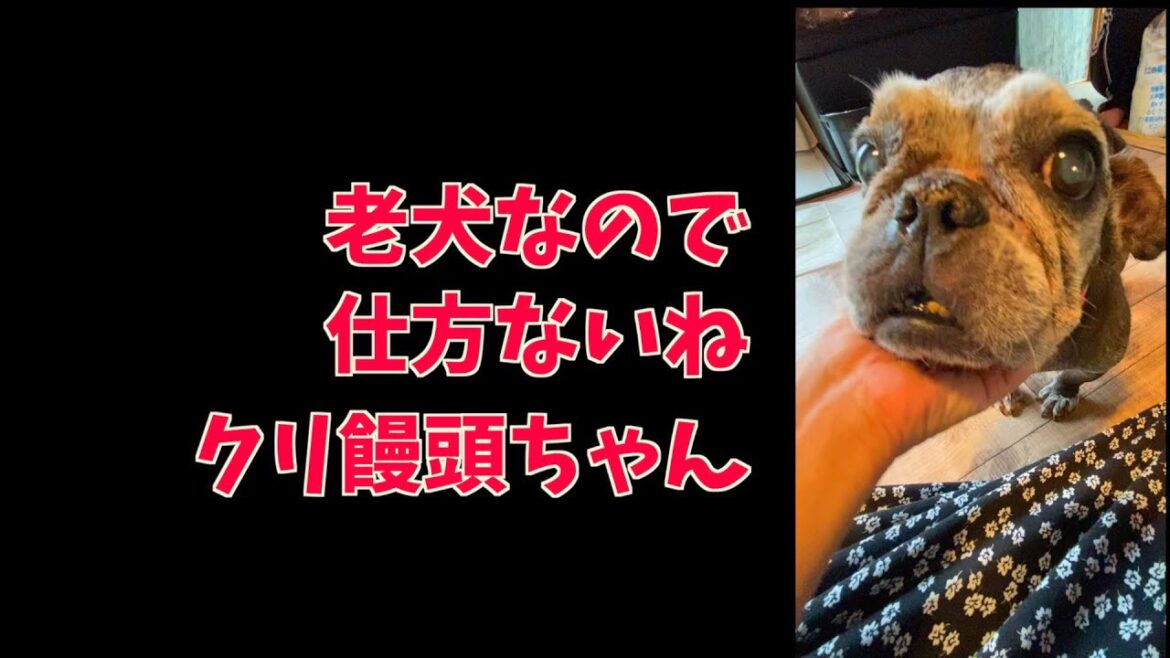 どんまい！クリちゃん 〜フレンチブルドッグ French bulldog vlog @618