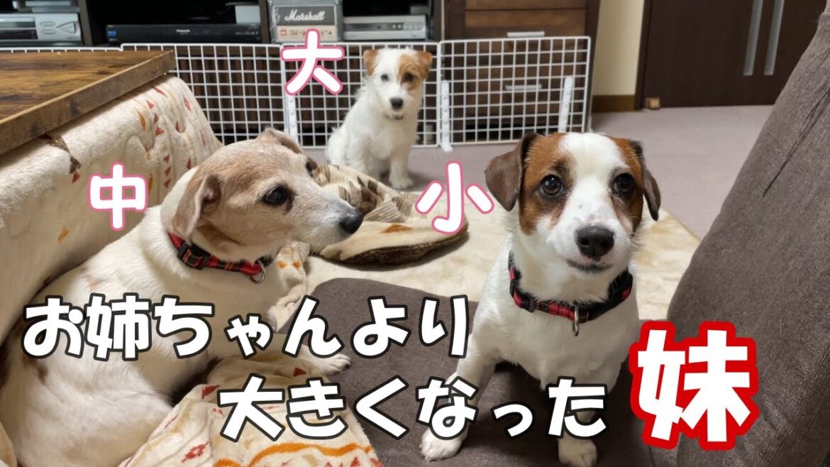 【3ぴき多頭飼い】姉犬より大きくなった妹犬
