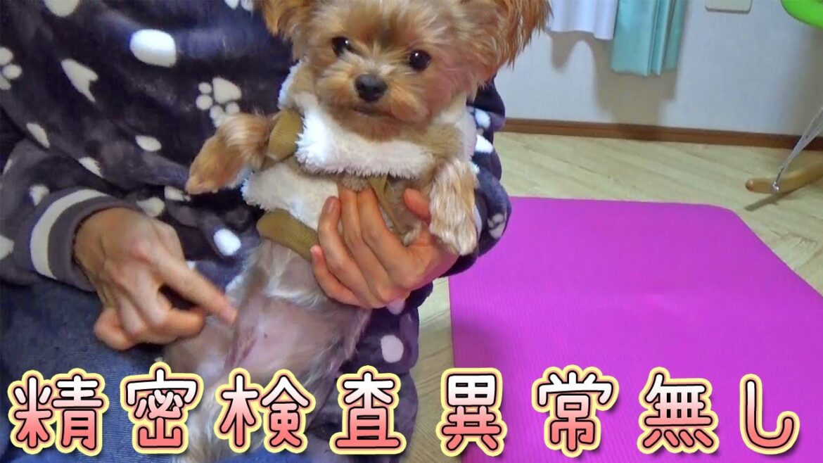 【ヨークシャテリア】ご心配おかけしました‼【Yorkshire Terrier】