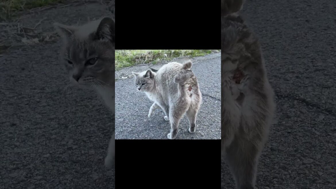 会うといつも尻尾を見せつけてくるシャムミックス猫ちゃん