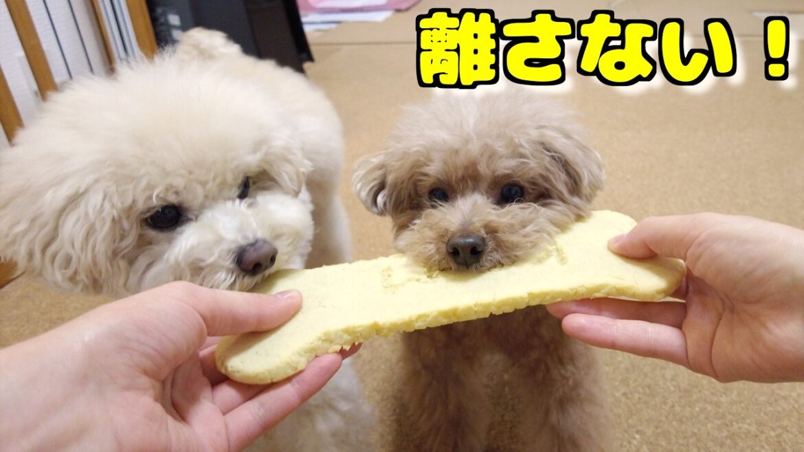 愛犬に巨大骨クッキーをあげたらとんでもない食いつきでこうなりましたw【トイプードル】 愛犬に巨大骨クッキーをあげたらとんでもない食いつきでこうなりましたw【トイプードル】