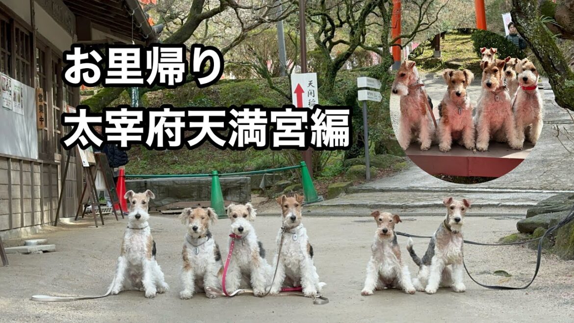 ワイヤーフォックステリアチャンネル始めます✨✨