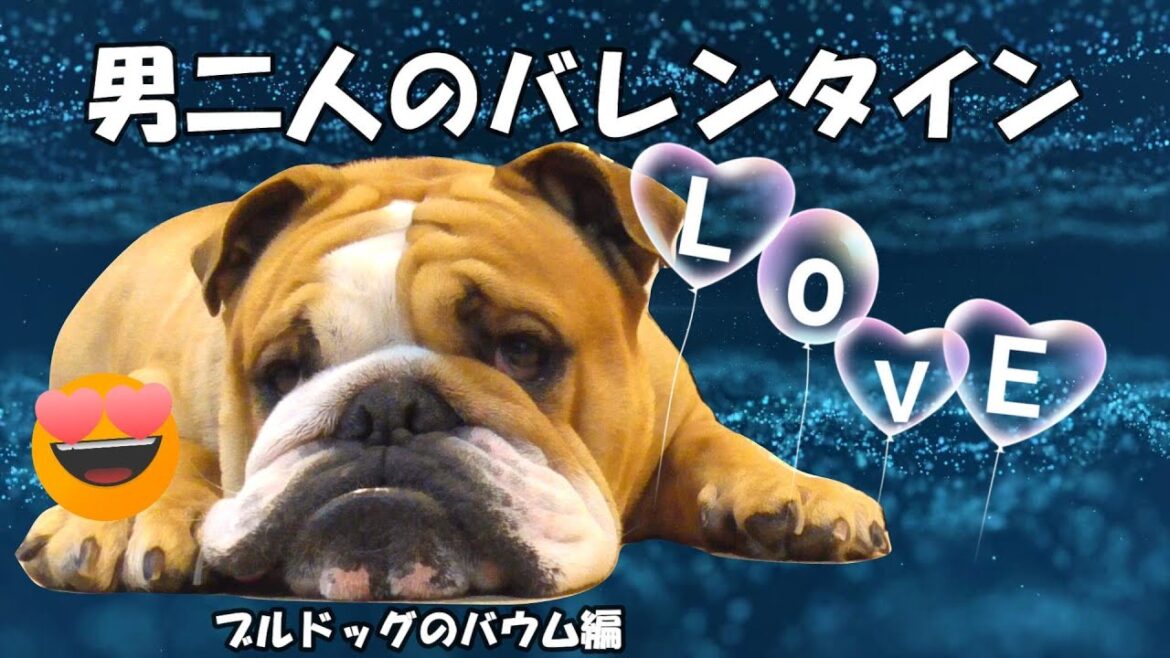 手作りチョコ?笑 可愛い犬のブルドッグのバウムは酒のつまみに絶対食べてはいけない 手作りチョコ?笑 可愛い犬のブルドッグのバウムは酒のつまみに絶対食べてはいけない