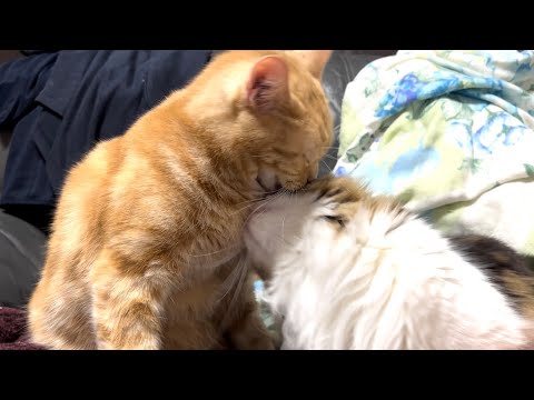 家族愛に溢れる兄猫と妹猫の姿がかわいすぎた 家族愛に溢れる兄猫と妹猫の姿がかわいすぎた