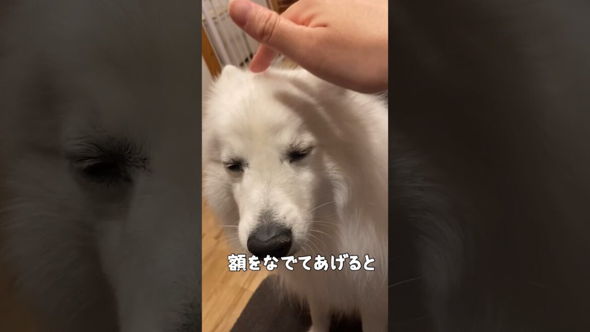 撫でられた形跡は残さない男　#japanesespitz #日本スピッツ　#shorts