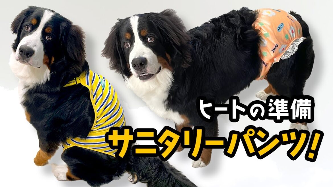 0歳7ヶ月バーニーズの女の子!ヒートの準備としてサニタリーパンツを買いました 0歳7ヶ月バーニーズの女の子!ヒートの準備としてサニタリーパンツを買いました