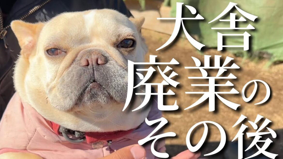 【発表】犬舎が終わった後の活動について語ります