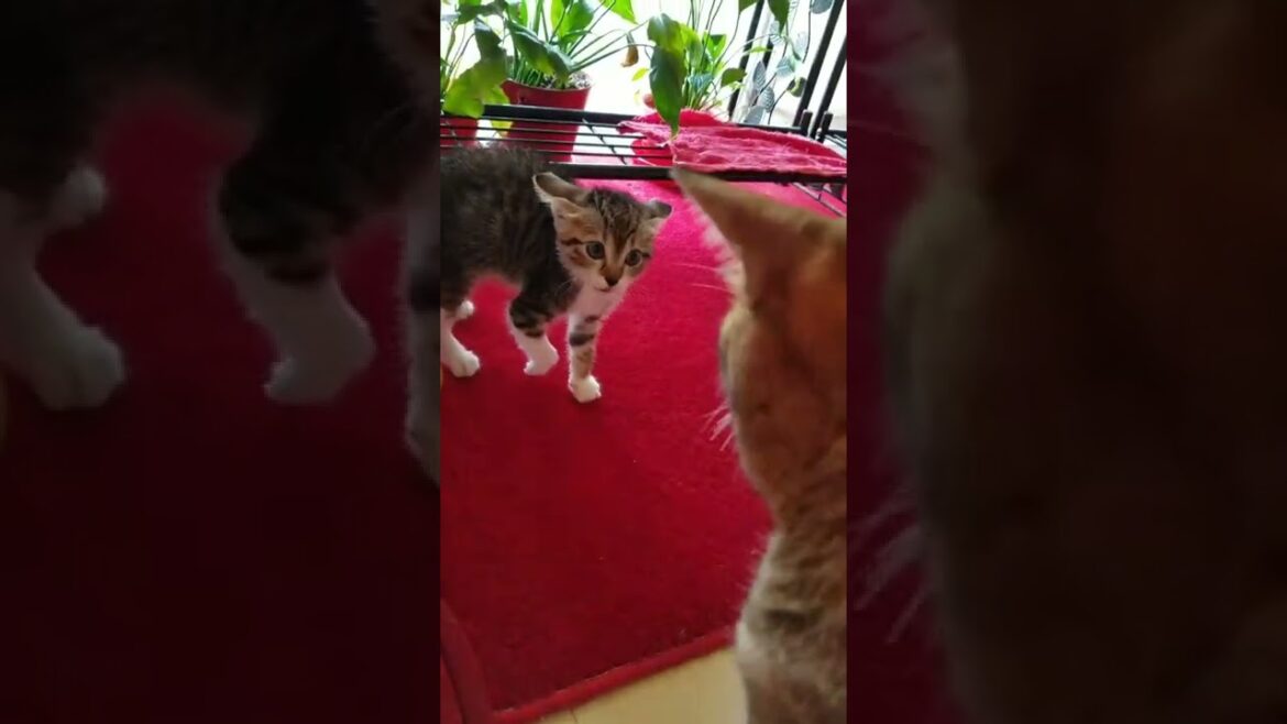 先住猫と新入り猫がお初ご対面🐾