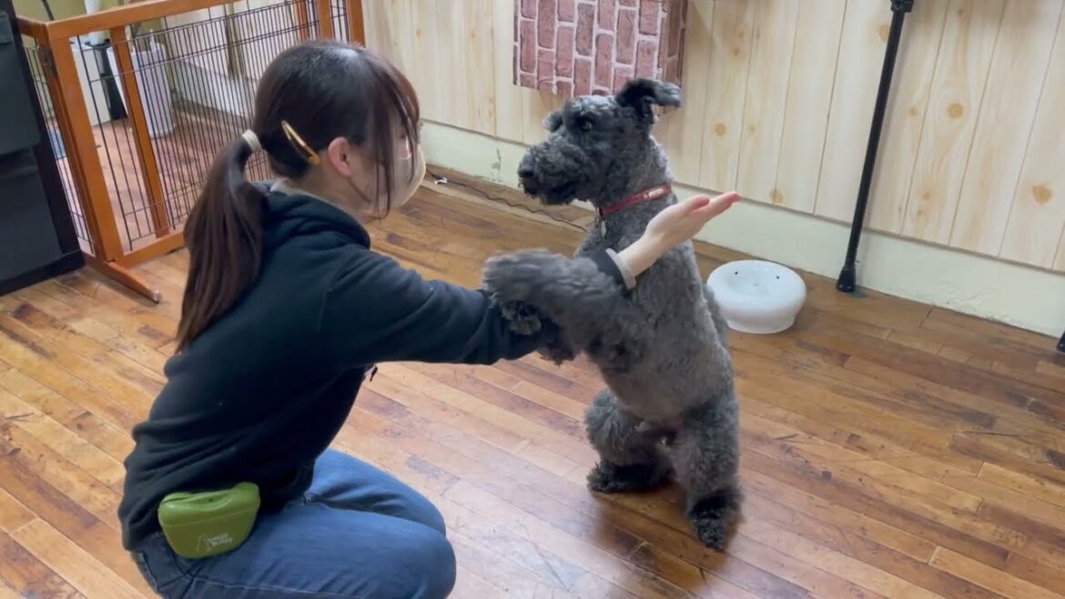 ケリーブルテリアの”マーフィーくん”と”真剣白刃取り”に挑戦！