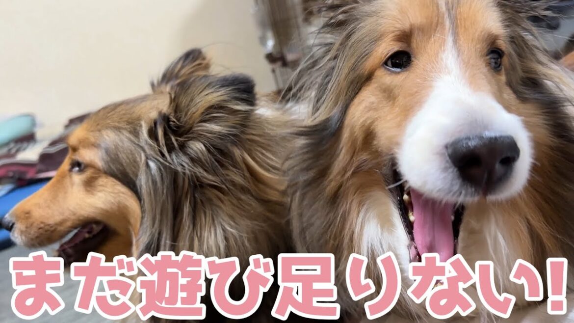 【シェルティ】まだまだ遊び足りない🐾【もっと遊ぼう】 【シェルティ】まだまだ遊び足りない🐾【もっと遊ぼう】
