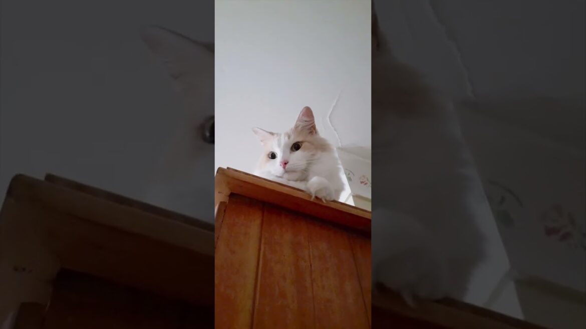 Have you seen mixed Turkishvan Cat closely before? 下から猫観察 #cat #shortvideo #shorts
