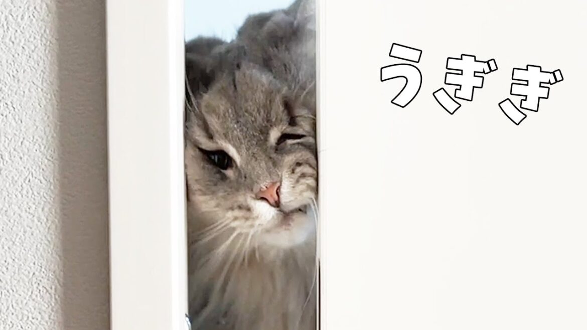 猫のお部屋から脱獄しようとする猫と、それを阻止する看守猫ゲーム ノルウェージャンフォレストキャット