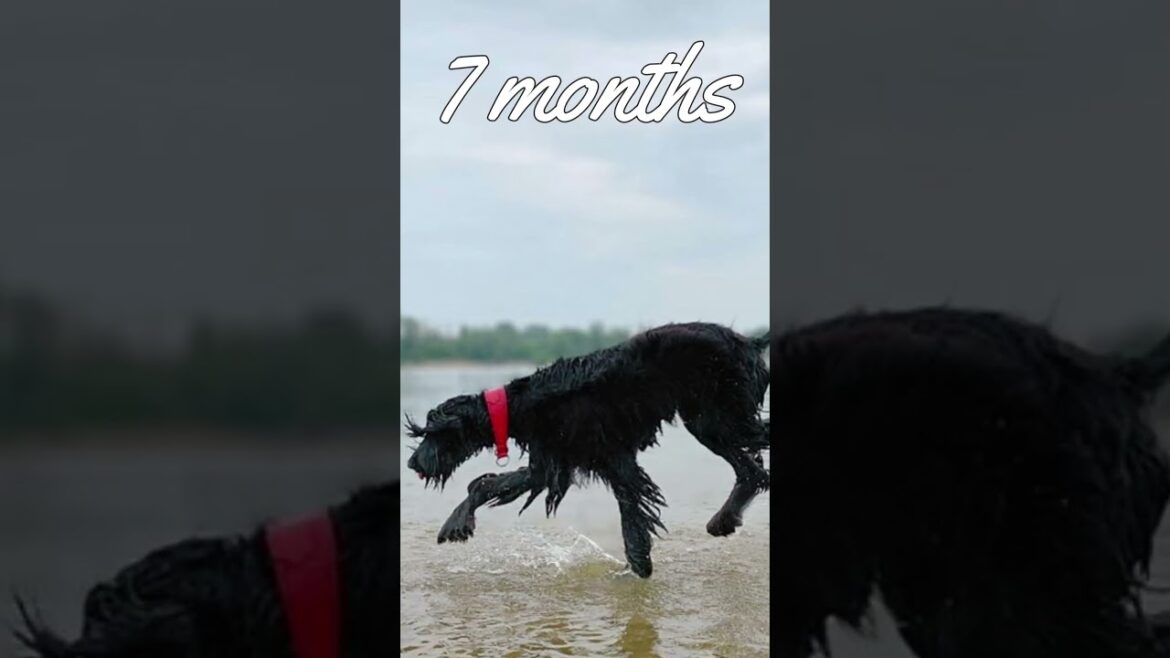 Afghan Hound Transformation - From Puppy to Adult Dog