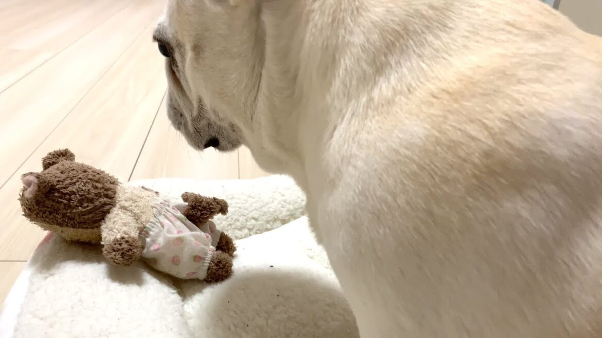 嫁さんの為に頑張るぽー旦那【フレンチブルドッグ frenchbulldog】