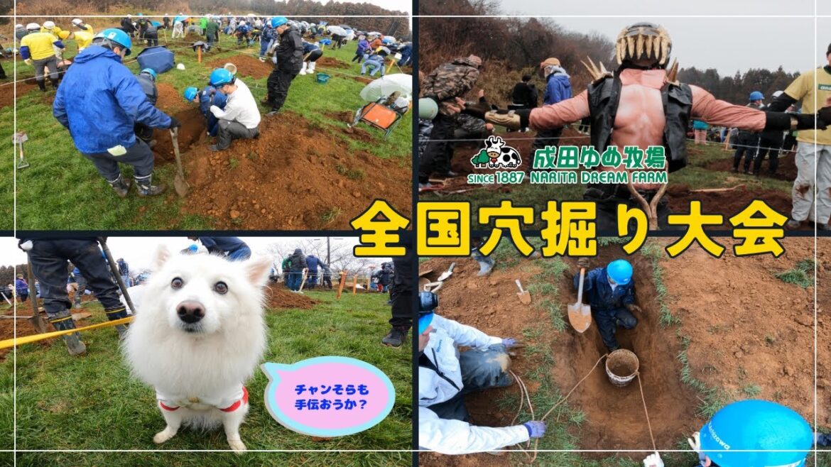 第22回全国穴掘り大会 成田ゆめ牧場 2024年2月4日開催 【日本スピッツ】 #dog #日本スピッツ #穴掘り大会 第22回全国穴掘り大会 成田ゆめ牧場 2024年2月4日開催 【日本スピッツ】 #dog #日本スピッツ #穴掘り大会
