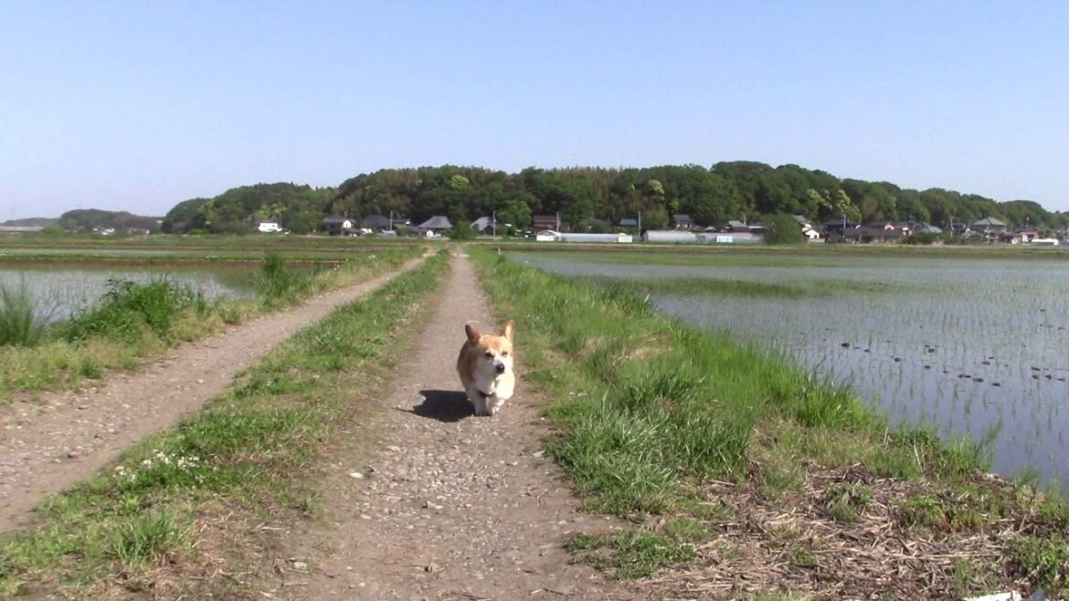 農道の遠くからやって来る-ウェルシュコーギー食欲怪獣もも