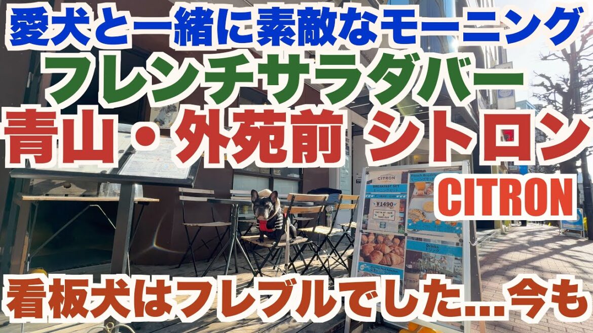 看板犬がフレブルだったカフェ  【 フレンチブルドッグ french_bulldog 】 青山･外苑前にあるフレンチサラダバーシトロン