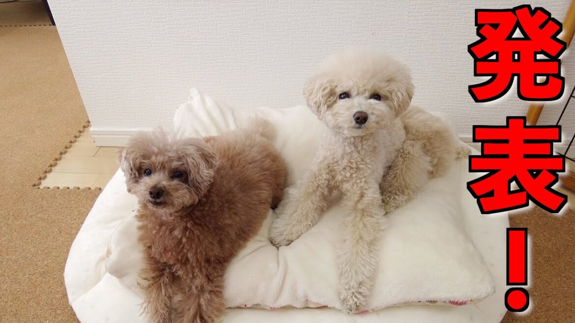 皆様に発表があります!【トイプードル】 皆様に発表があります!【トイプードル】