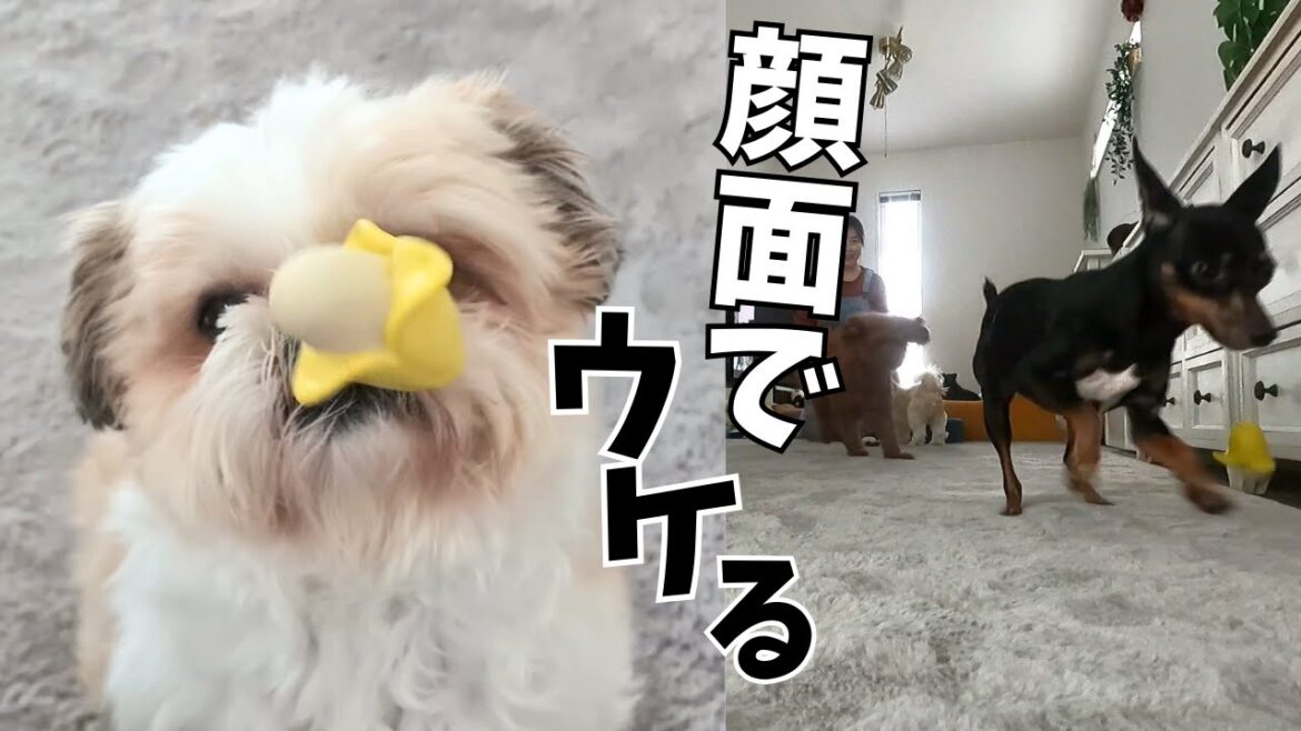 そういう所が好き! ひとりペースが違う犬がいるwww~多頭飼い~チワワ・シーズー・ミニチュアピンシャー・トイプードル そういう所が好き! ひとりペースが違う犬がいるwww~多頭飼い~チワワ・シーズー・ミニチュアピンシャー・トイプードル