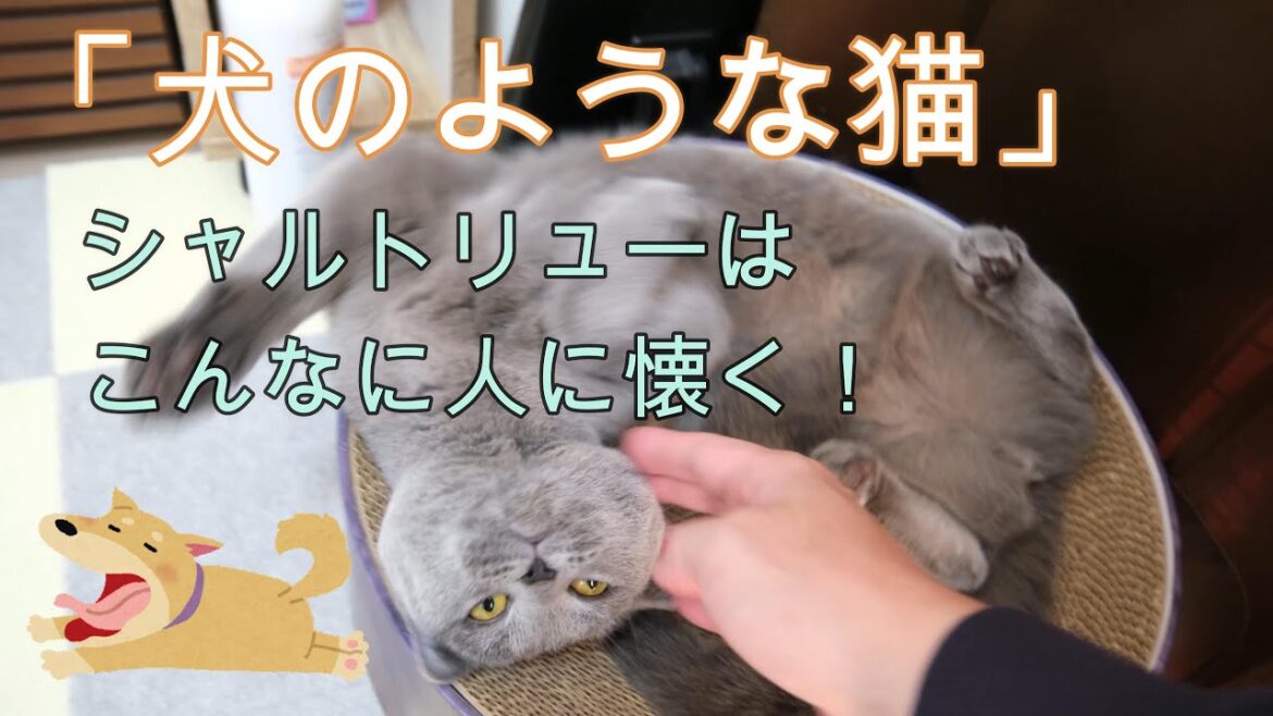「犬のような猫」と言われるシャルトリュー！こんなに人に懐きます。